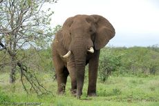 Afrikanischer Elefant (128 von 131).jpg